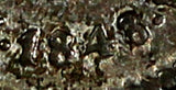 Mexico FIRST REP.Silver 1843/2 Go LR 1/4 Real Overdate Guanajuato Mint KM# 368.5